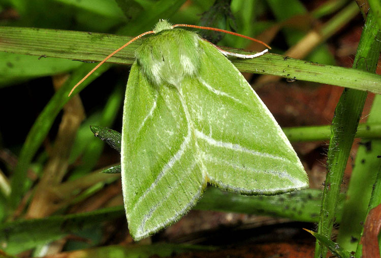 Nolidae verdi